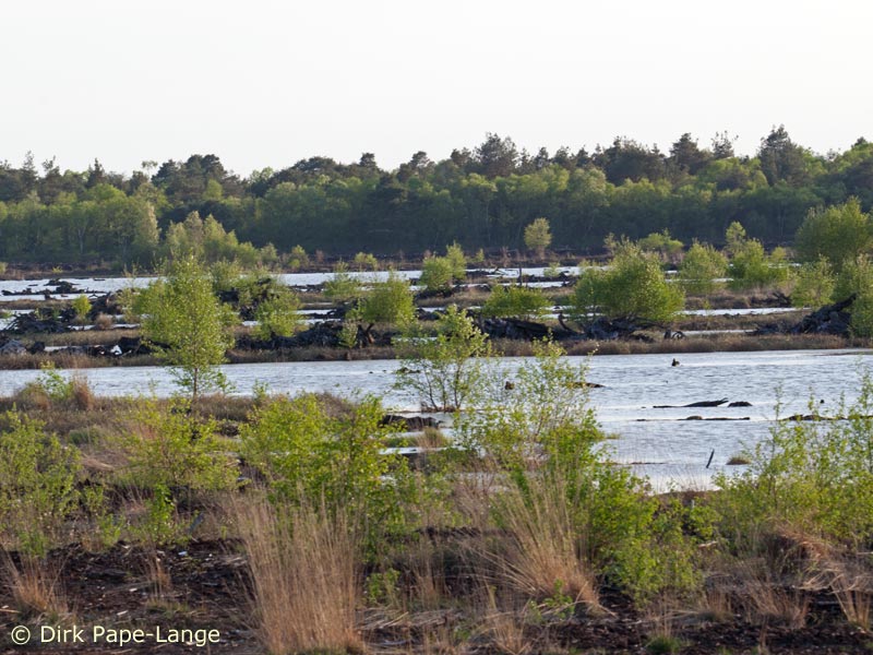 Habitat de la Libellule déprimée