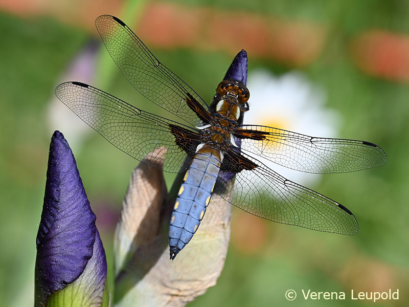 Libellula depressa - mâle