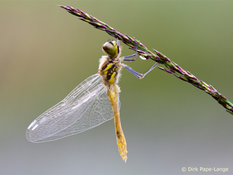 Sympetrum danae