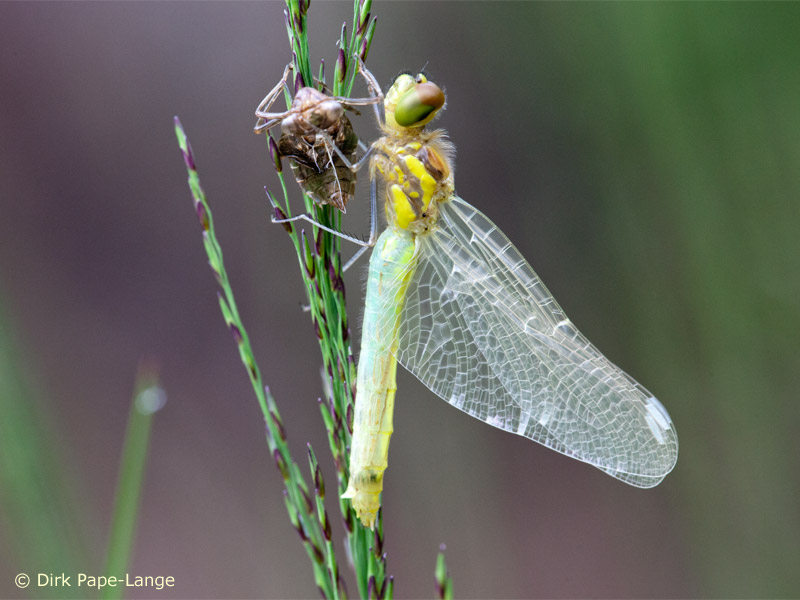 Sympetrum danae - émergence