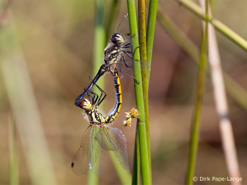 Sympetrum danae - Cœur copulatoire