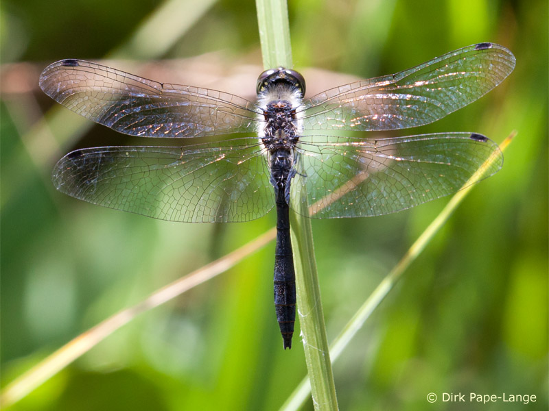 Sympetrum danae - mâle