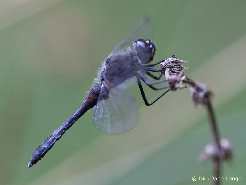 Sympetrum danae