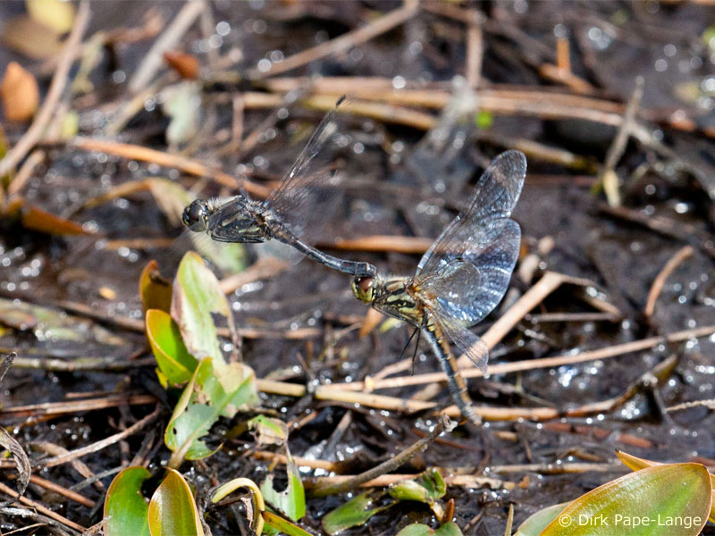 Sympetrum danae - ponte
