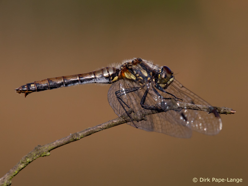 Sympetrum danae - femelle