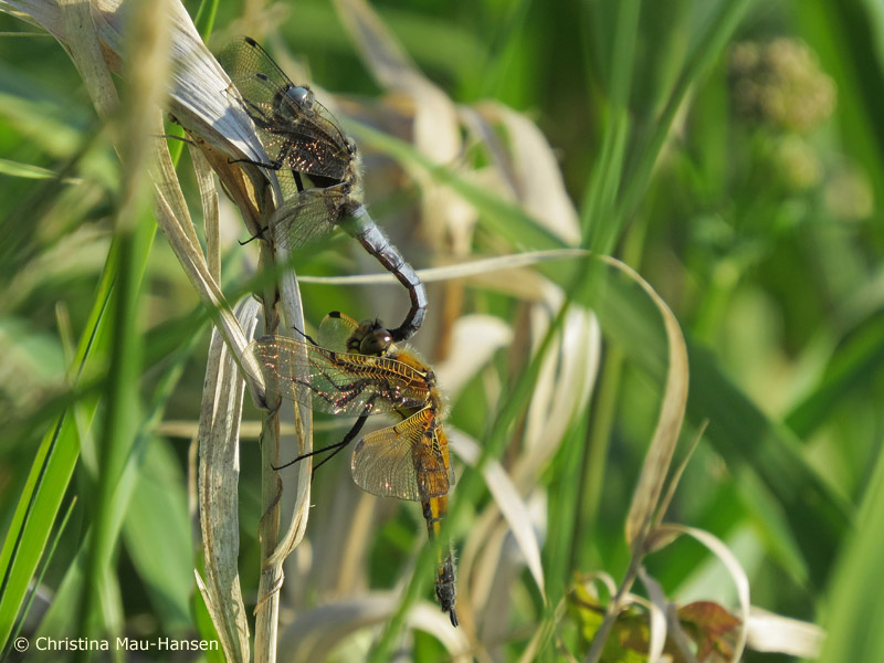 Mauvaise prise de la Libellule fauve avec Libellule quadrimaculée