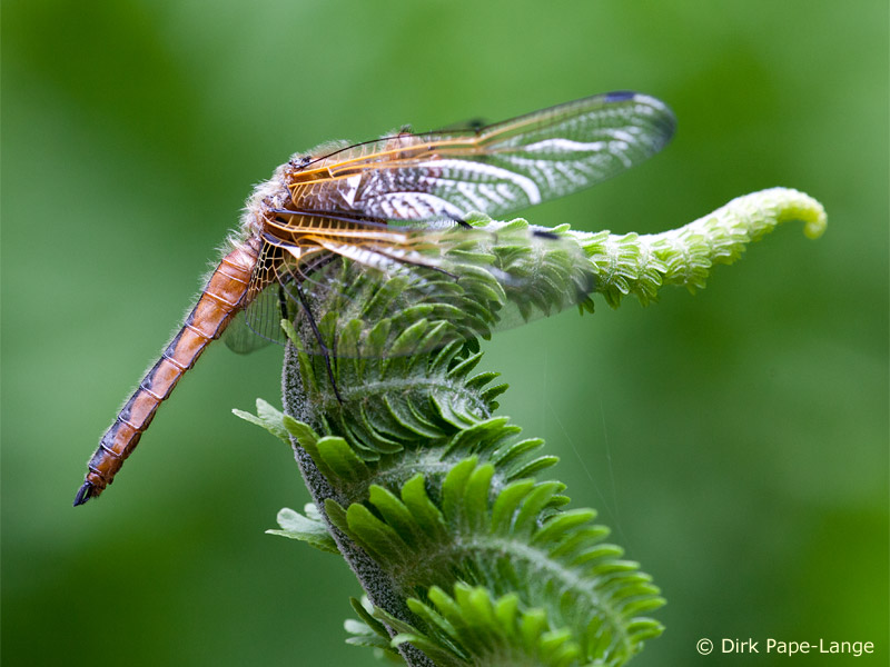 Libellula fulva - mâle
