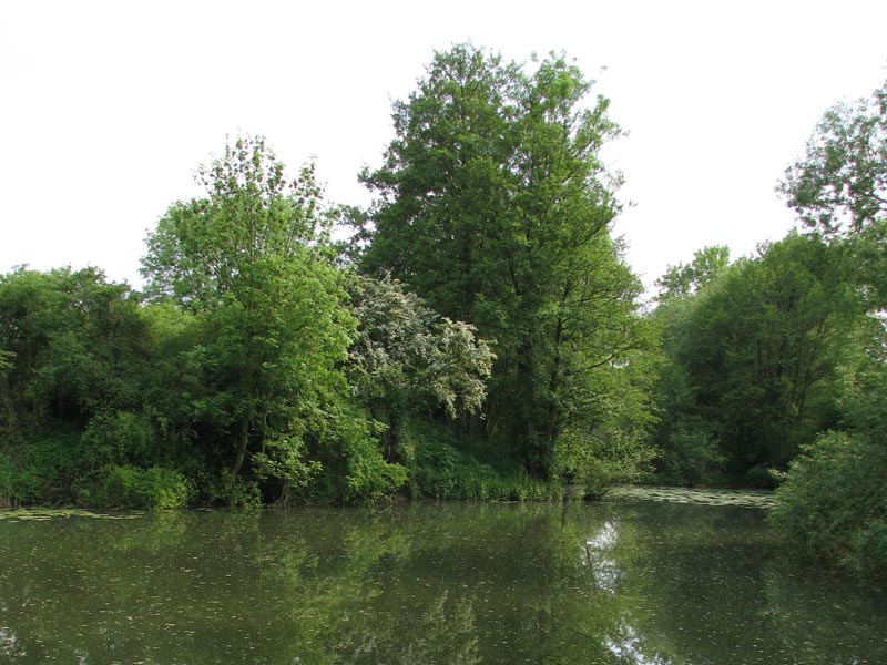 Habitat de la Libellule fauve