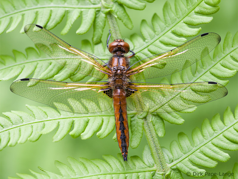 Immature Libellule fauve mâle
