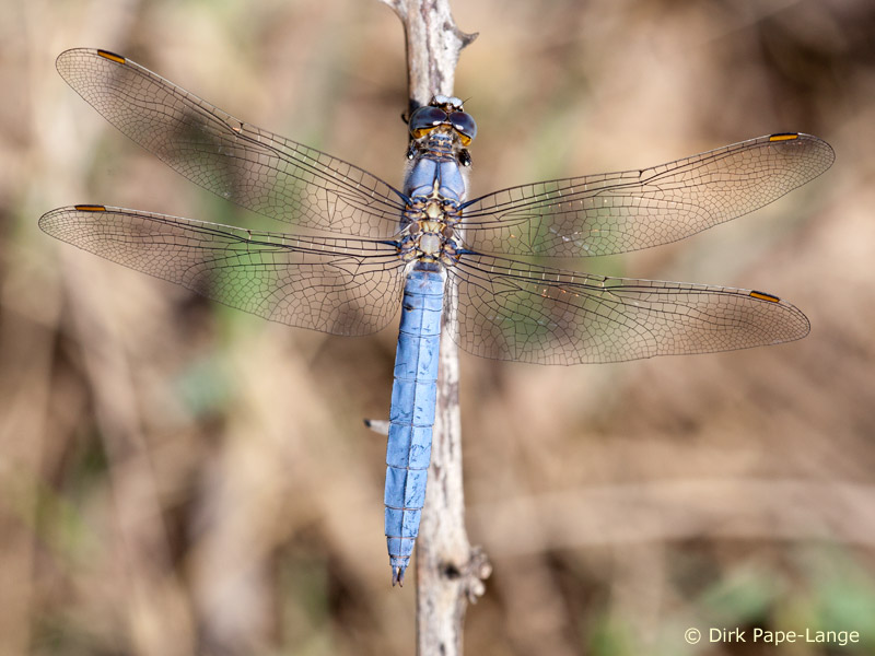 Orthetrum brunneum - mâle