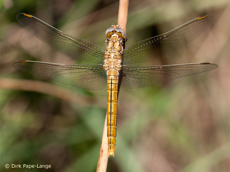 Orthetrum brunneum - jeune femelle