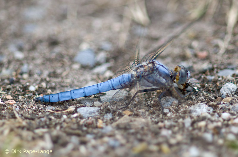 Orthetrum brunneum