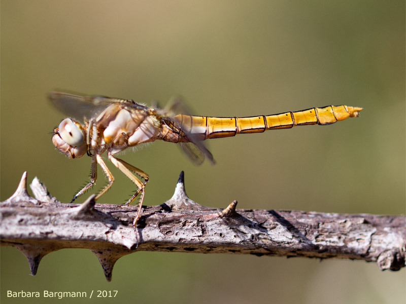 Orthetrum brunneum - young femelle