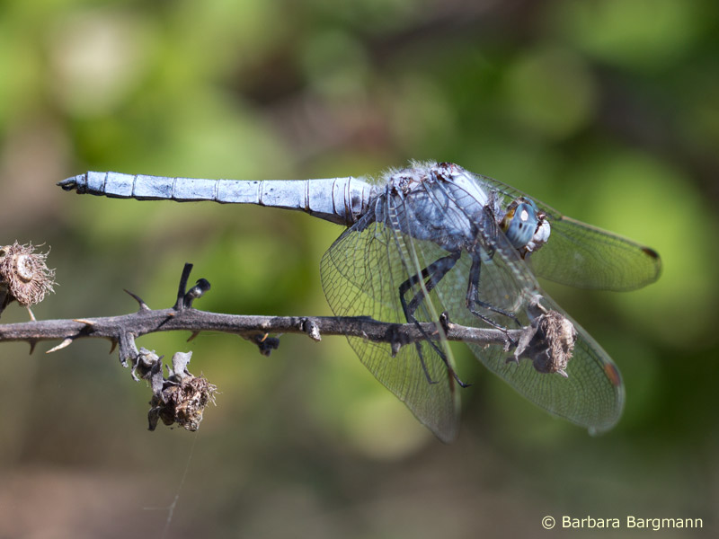 Orthetrum brunneum - mâle