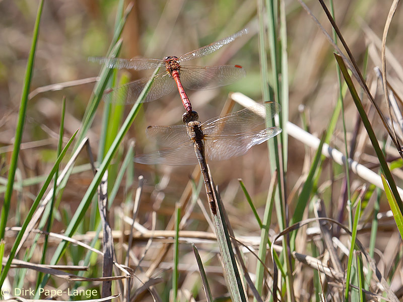 Sympetrum meridionale - tandem