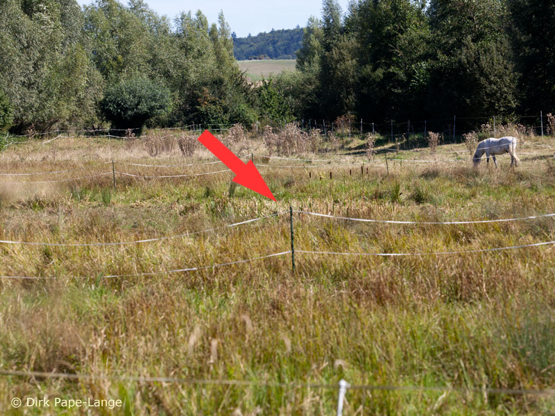 Sympetrum meridionale - Habitat