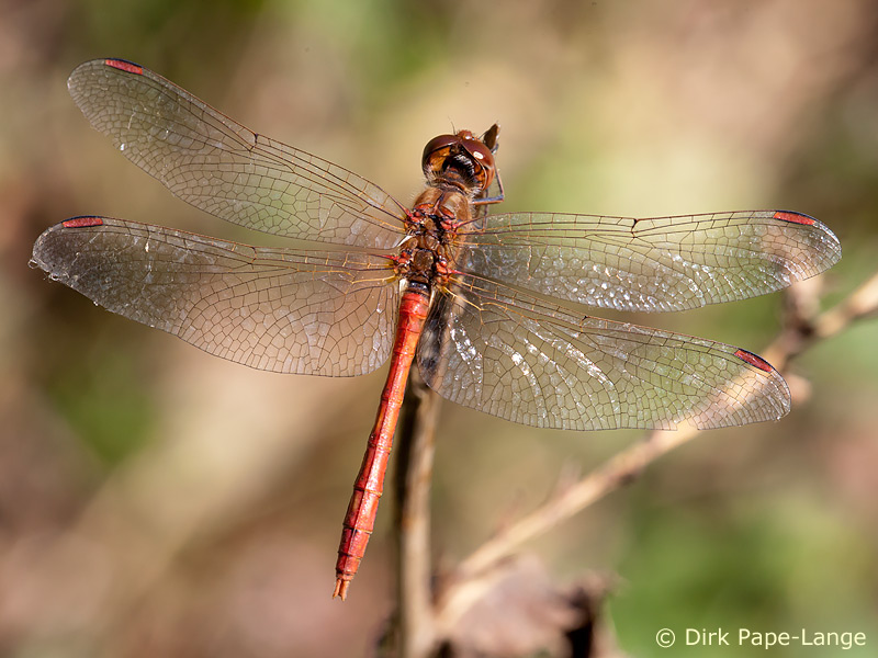 Sympetrum meridionale - mâle
