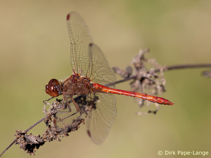 Sympetrum meridionale - mâle
