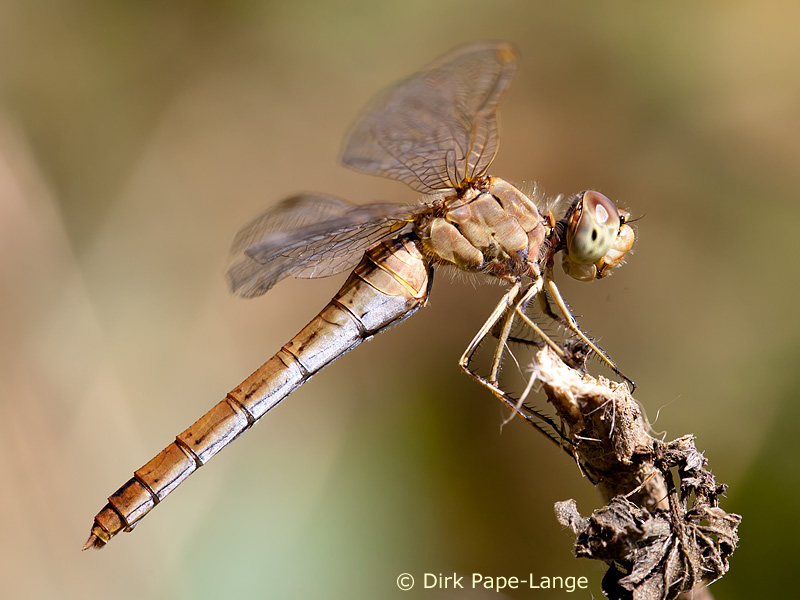 Sympetrum meridionale - femelle