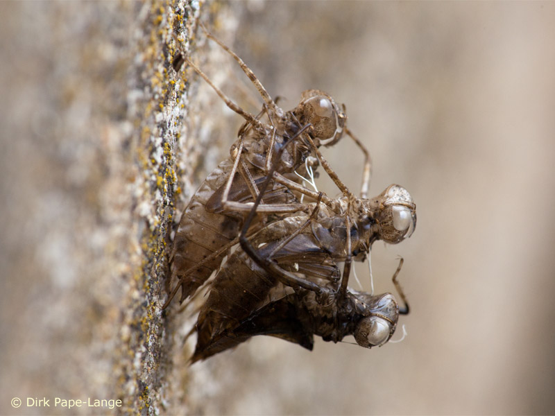 Sympetrum depressiusculum - exuvie