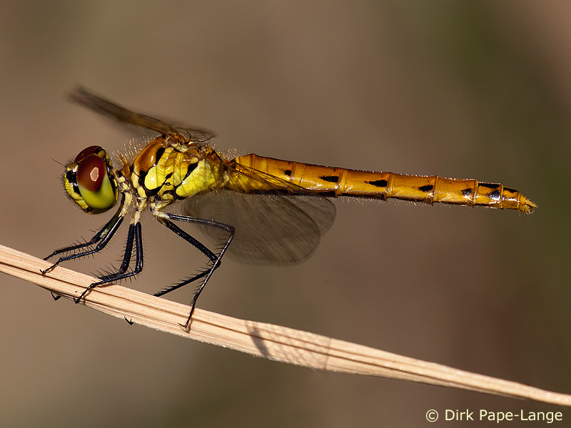 Sympetrum depressiusculum - femelle