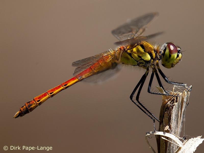 Sympetrum depressiusculum - mâle
