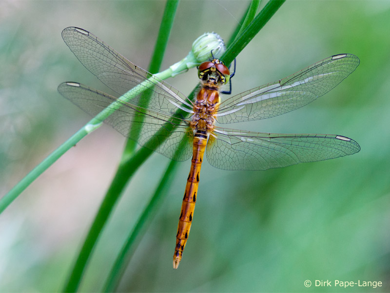 Sympetrum depressiusculum - young male