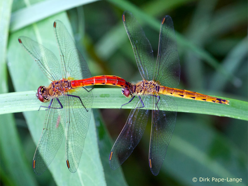 Sympetrum depressiusculum - tandem