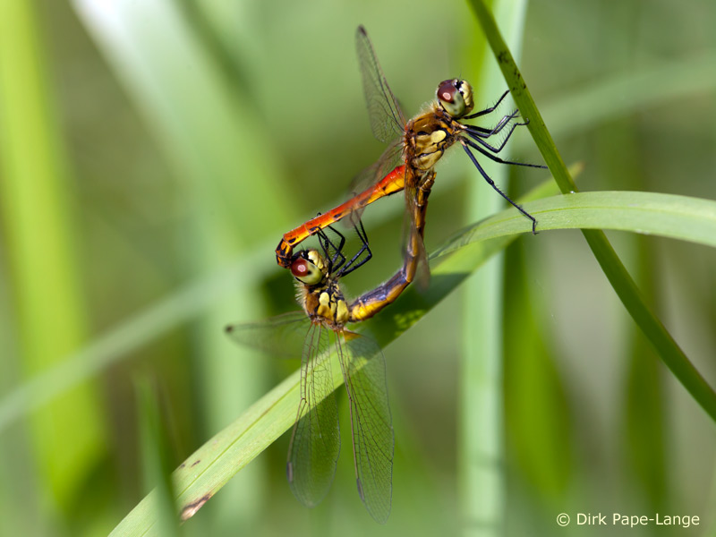 Sympetrum depressiusculum - Cœur copulatoire