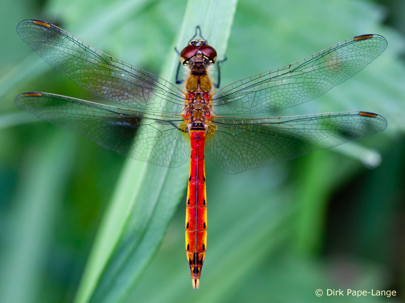 Sympetrum depressiusculum - mâle