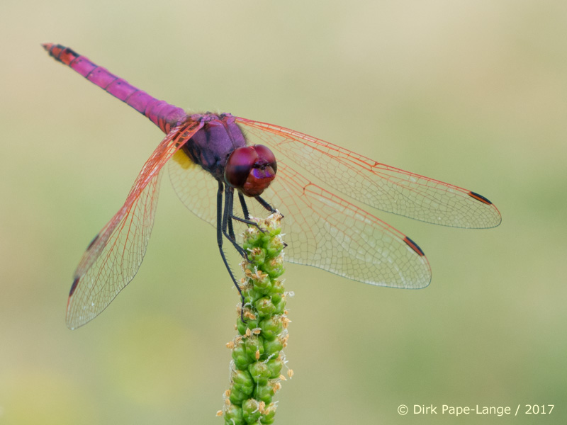 Trithemis annulata - mâle