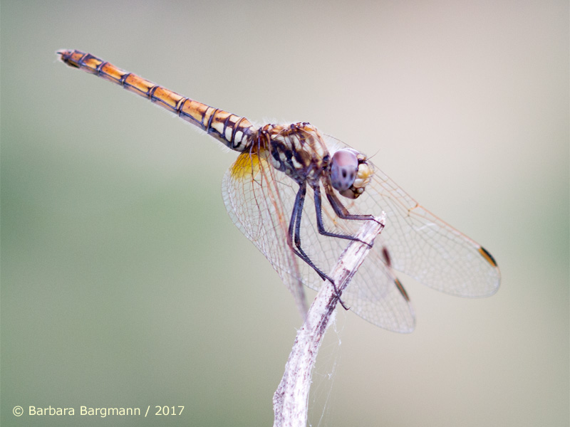Trithemis annulata - femelle