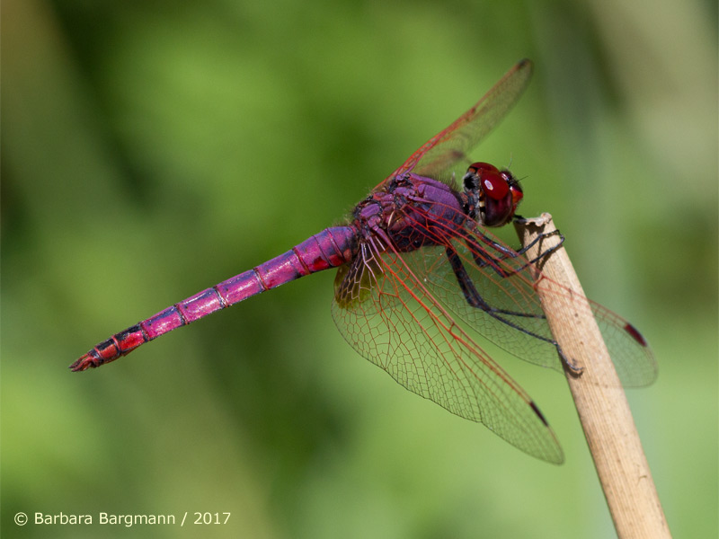 Trithemis annulata - mâle