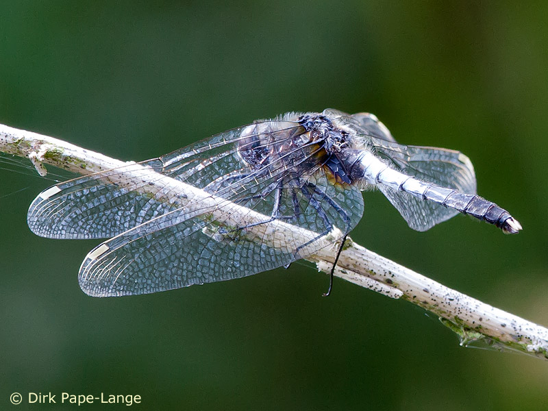 Leucorrhinia caudalis - mâle