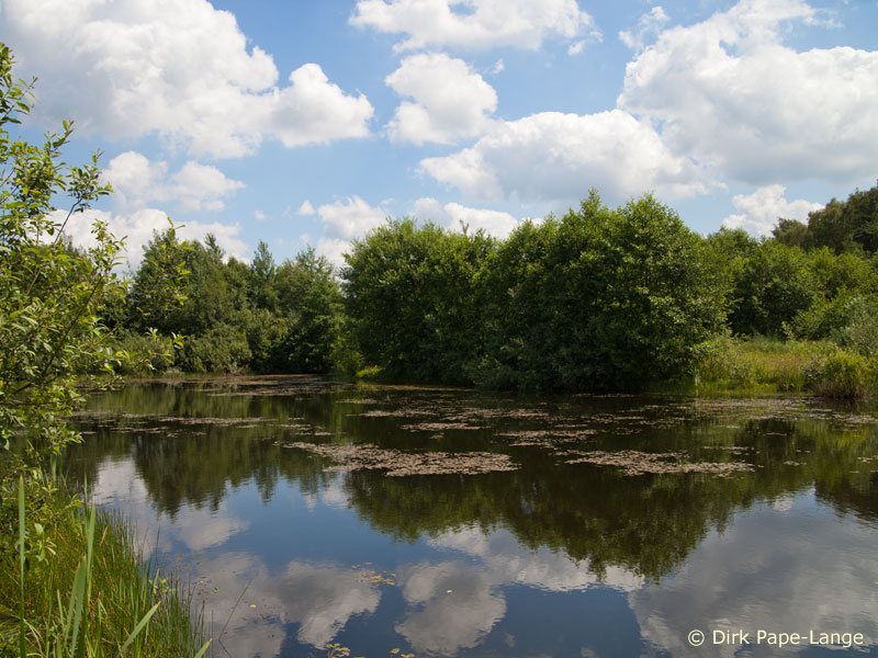 Habitat - Leucorrhinia caudalis
