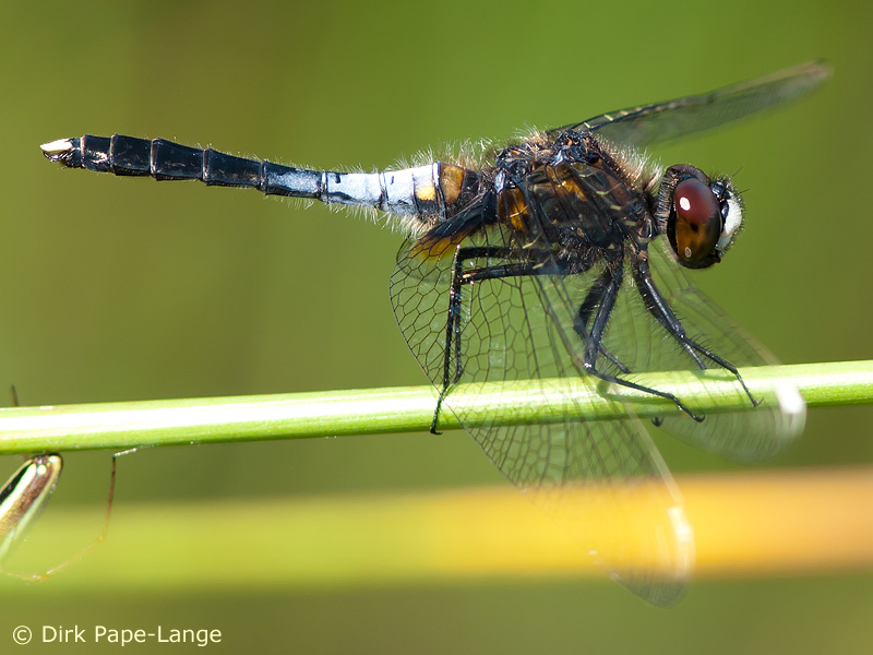 Leucorrhinia caudalis - mâle