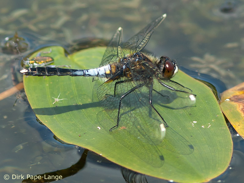 Leucorrhinia caudalis - mâle