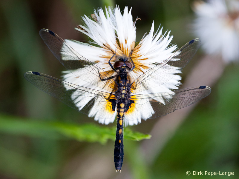 Leucorrhinia caudalis - femelle