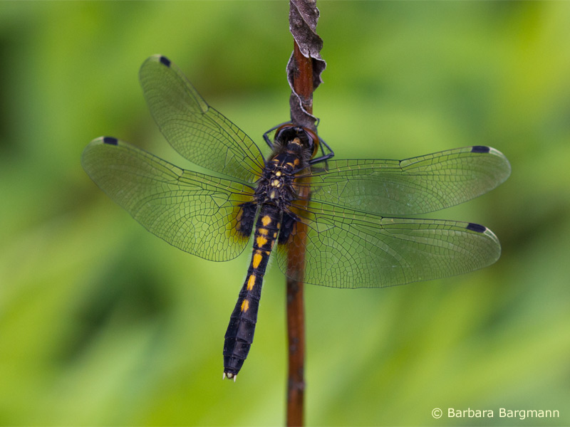 Leucorrhinia caudalis - femelle