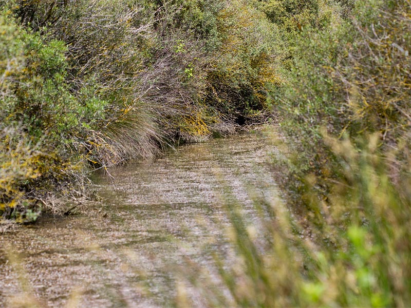 Lestes macrostigma - habitat