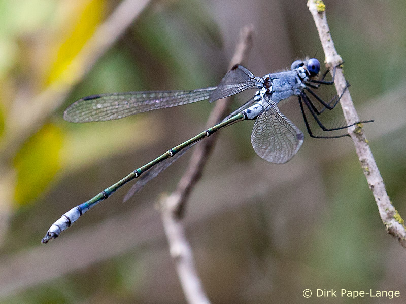 Lestes macrostigma - mâle