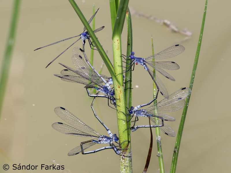 Lestes macrostigma - ponte