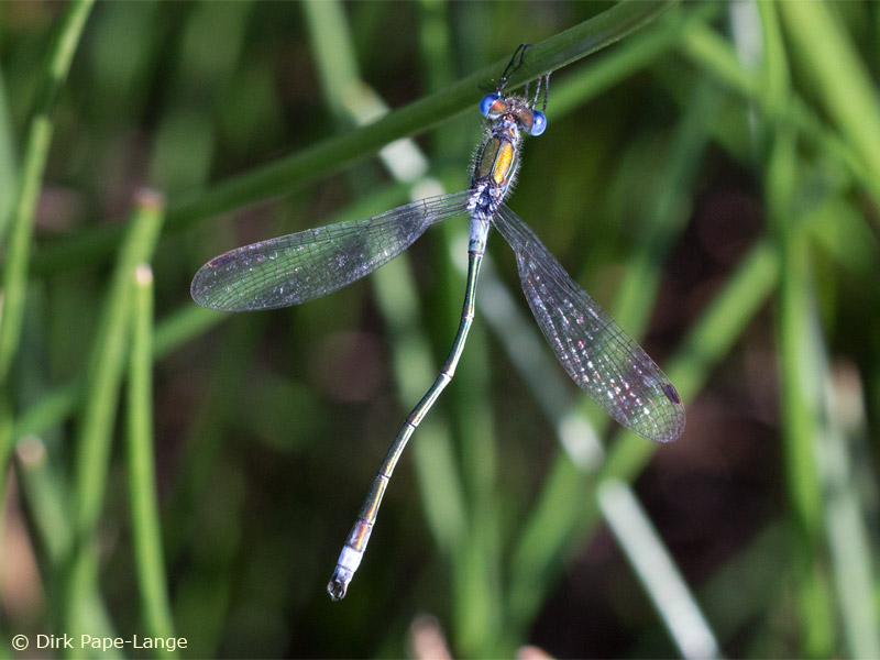 Lestes sponsa - mâler