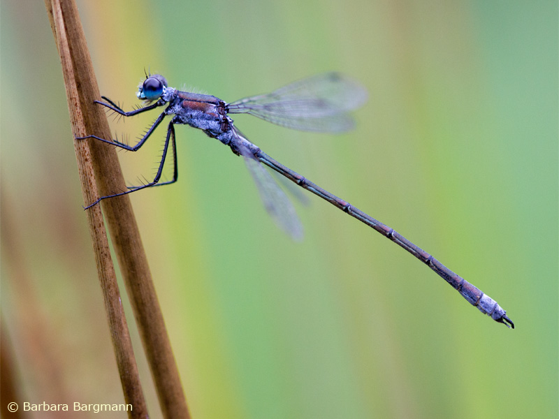 Lestes sponsa - mâle