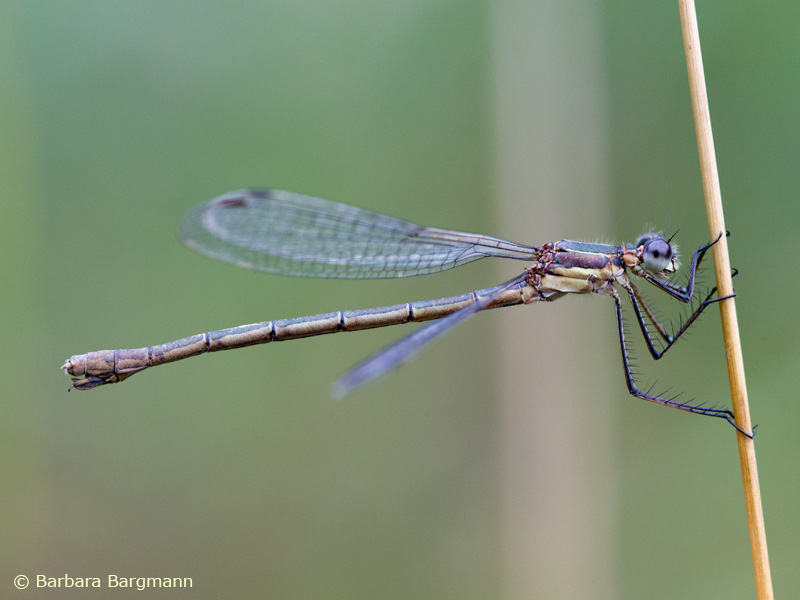 Lestes sponsa - femelle