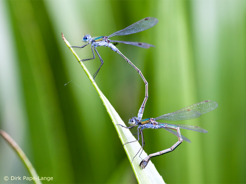 Lestes sponsa - ponte