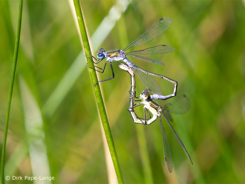 Lestes sponsa - Cœur copulatoire