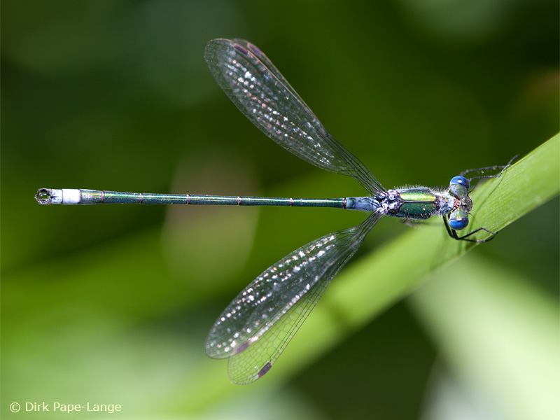 Lestes sponsa - mâle
