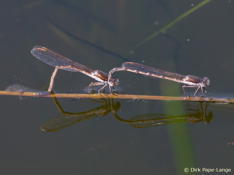 Sympecma fusca - ponte
