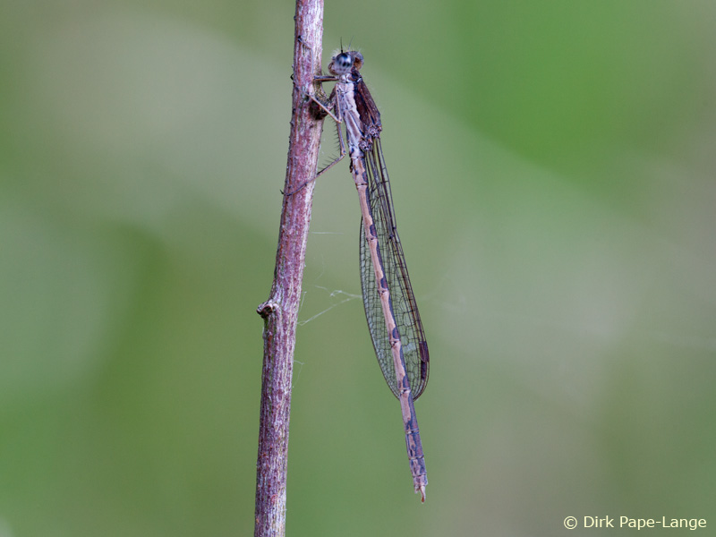 mâle - Sympecma fusca